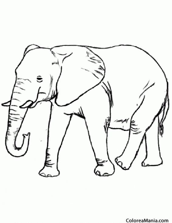 Colorear Elefante de perfil, andando