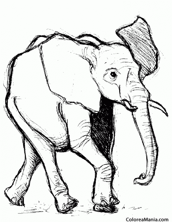 Colorear Elefante sombreaddo