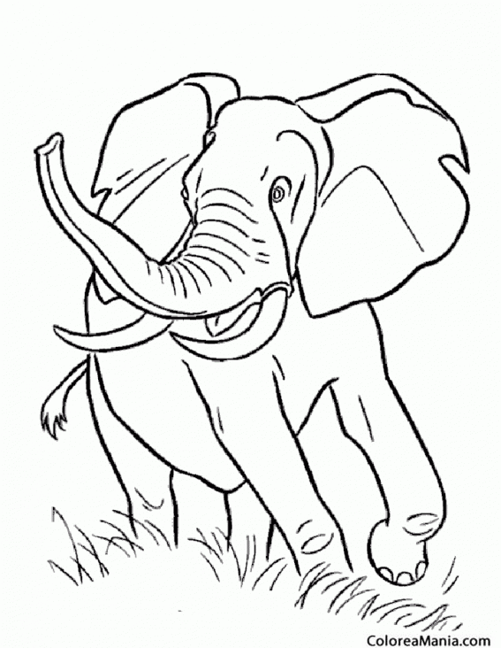 Colorear Elefante furioso