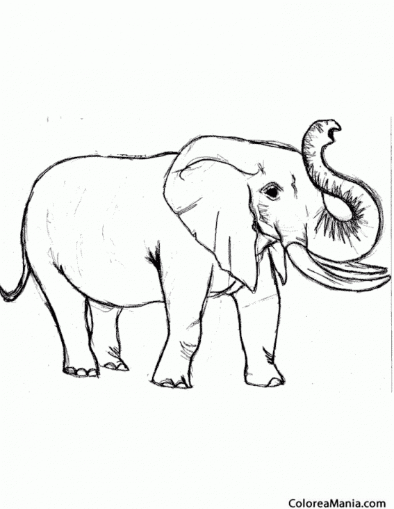 Colorear Elefante trompa levantada