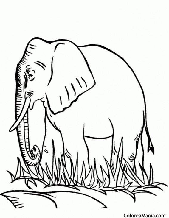 Colorear Elefante de perfil, entre la hierba