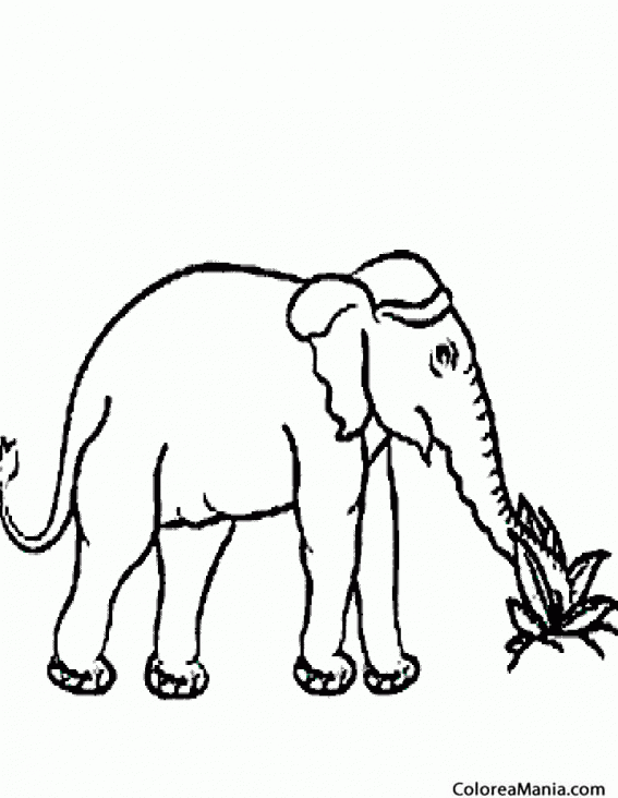 Colorear Elefante cogiendo hierba