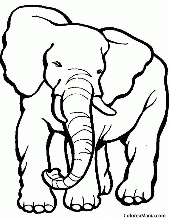 Colorear Elefante majestuoso