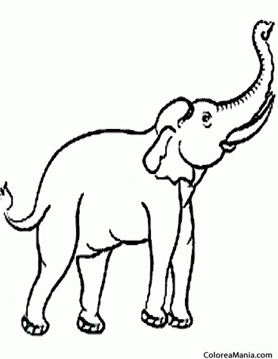 Colorear Elefante trompeteando