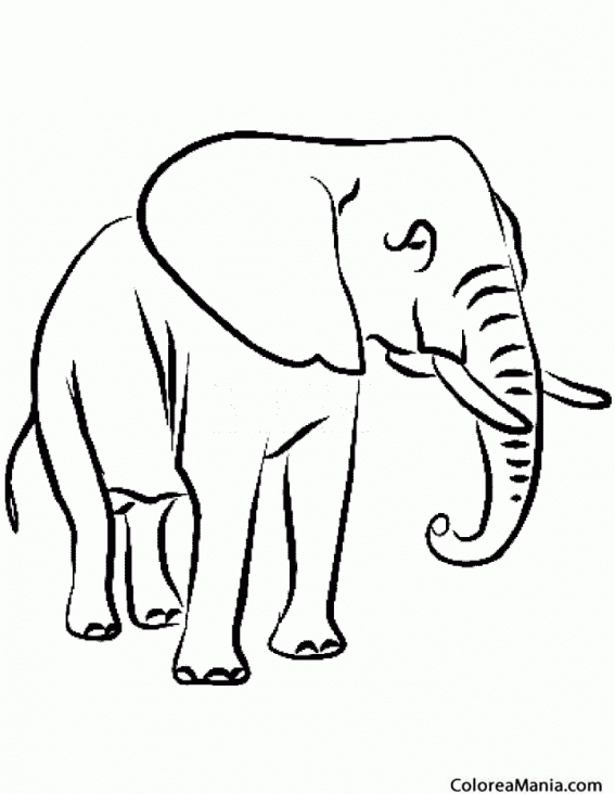 Colorear Elefante De Patas Delgadas Animales De La Sabana Dibujo