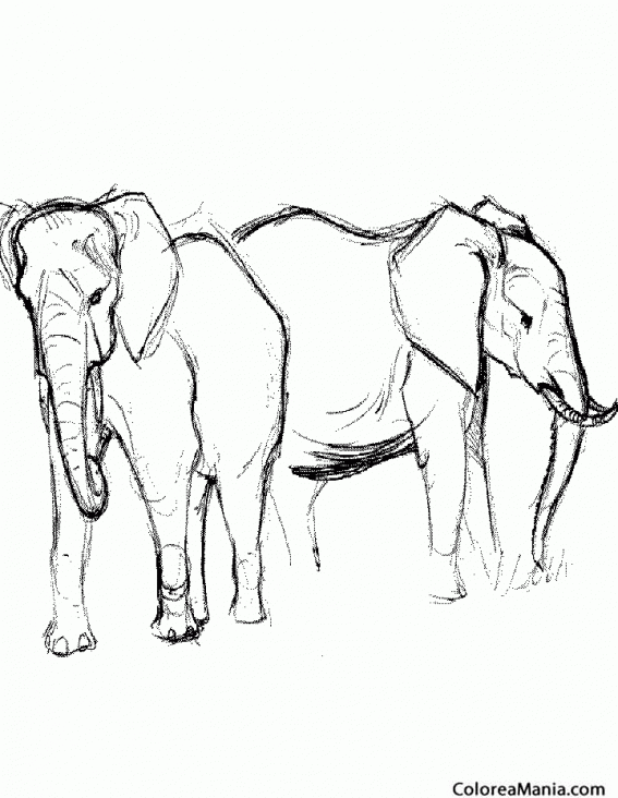 Colorear Dos Elefantes