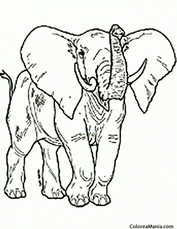 Colorear Elefante amenazador