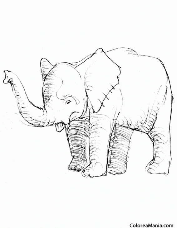 Colorear Elefante con trompa alzada