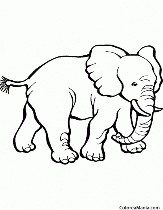 Colorear Elefante chiquito andando