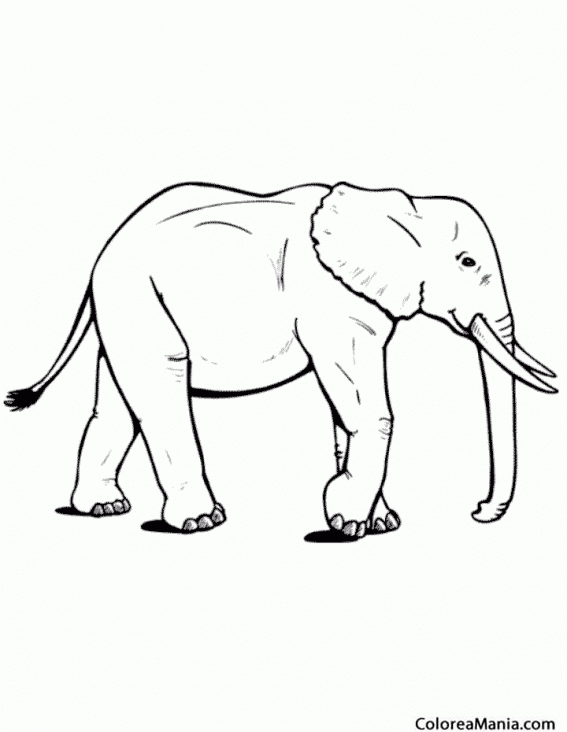 Colorear Elefante de la sabana (Animales de la Sabana), dibujo para colorear gratis Colorear Elefante de la sabana (Animales de la Sabana), dibujo para colorear gratis