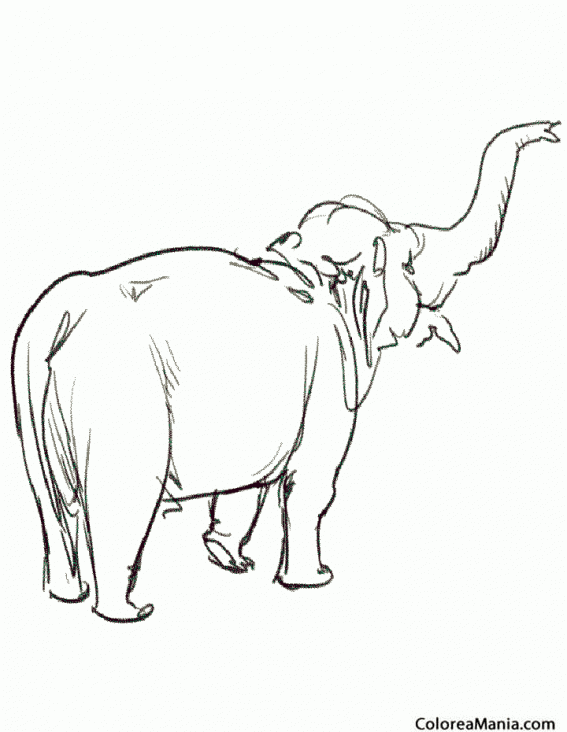 Colorear Elefante de espaldas