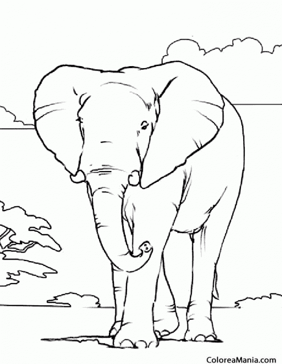 Colorear Elefante en la pradera