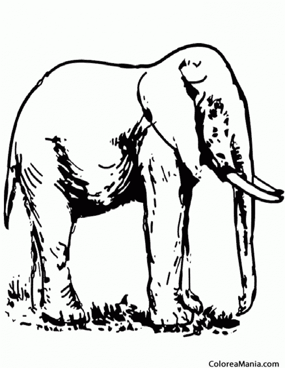 Colorear Elefante de perfil