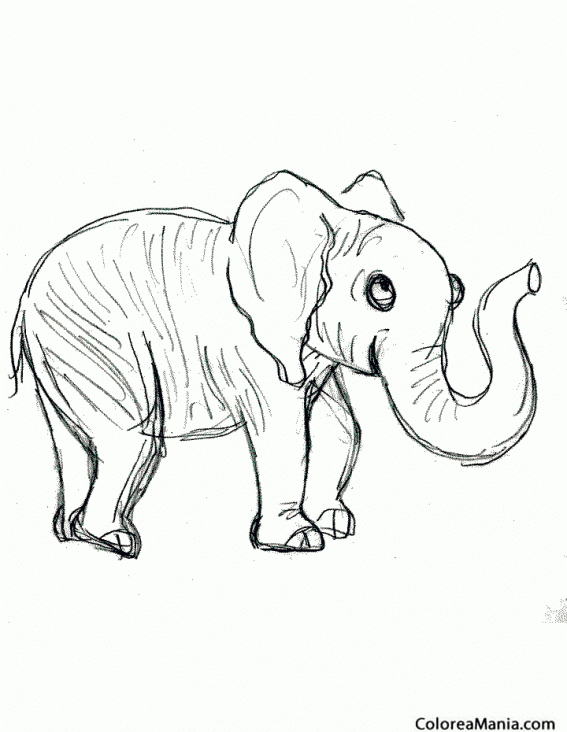 Colorear Pequeo Elefante