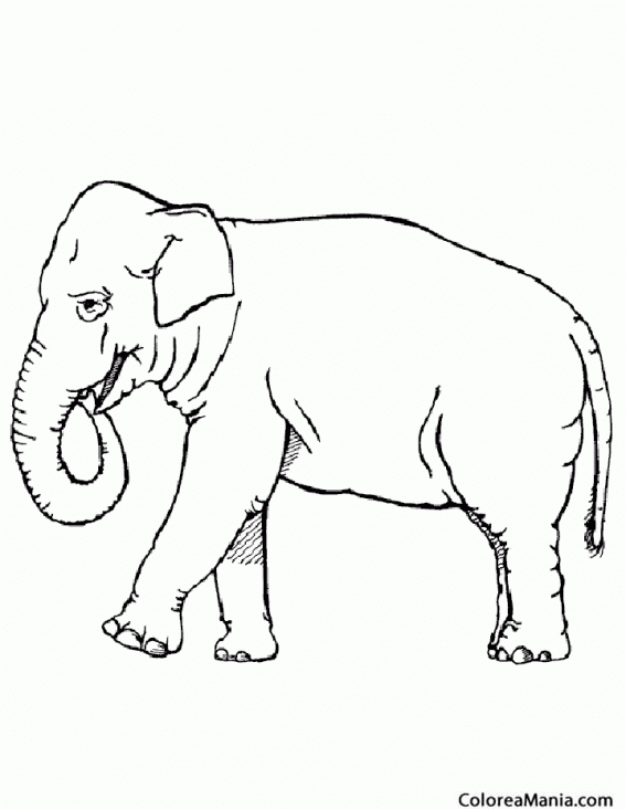 Colorear Elefante blanco