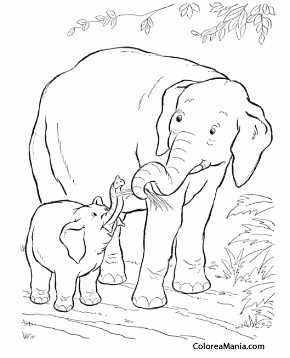Colorear Mam Elefante da de comer a su cra