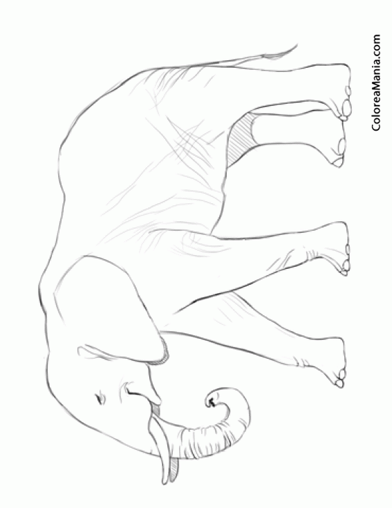 Colorear Elefante Africano De Perfil Animales De La Sabana