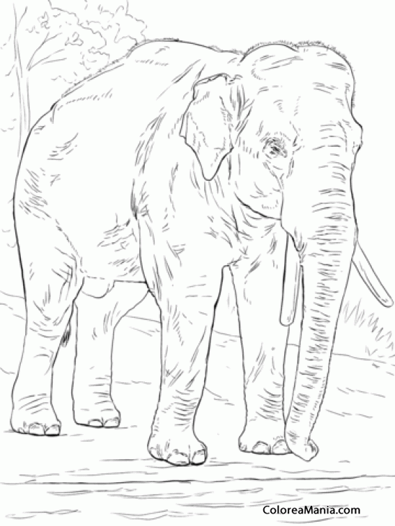 Colorear Elefante entre los rboles