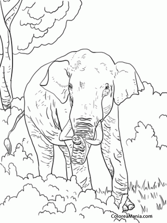 Colorear Elefante que te observa