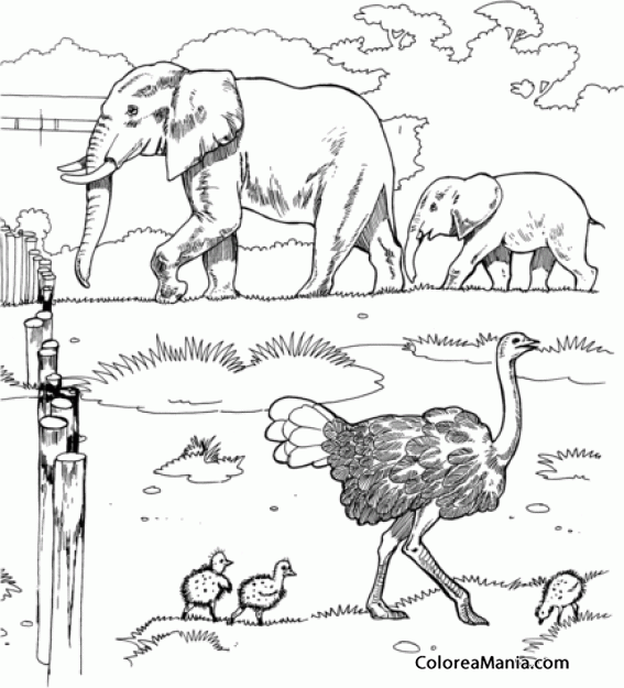 Colorear Elefantes y avestruces en el Zoo