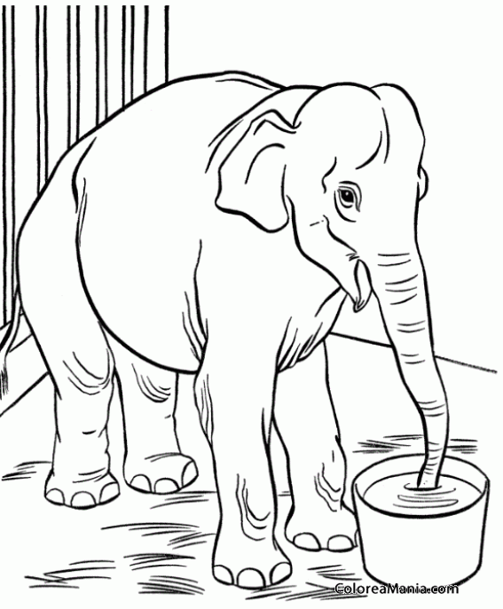 Colorear Elefante bebiendo de cubo