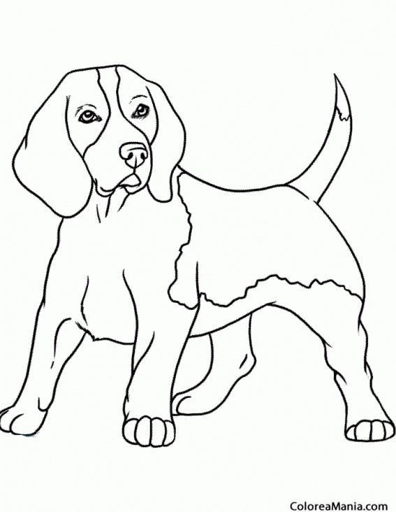 Colorear Perro Beagle 2