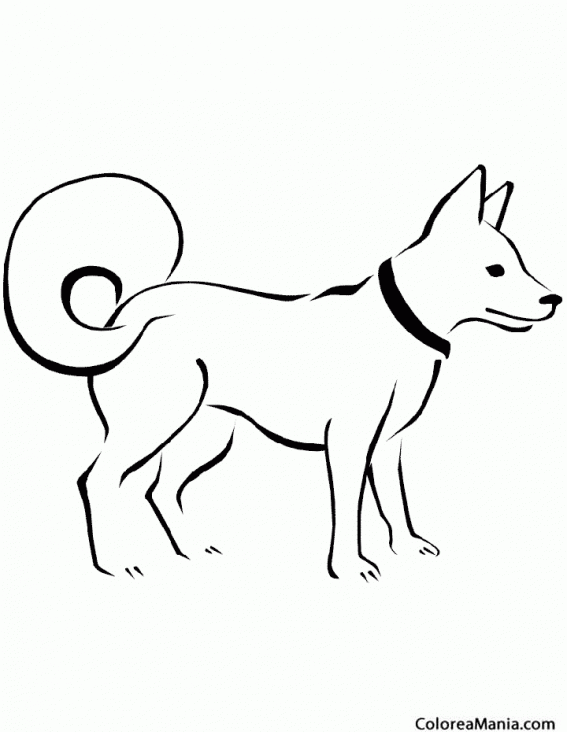 Colorear Perro esquimal