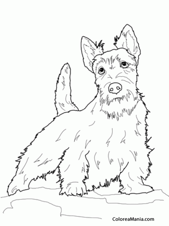 Colorear Perro Terrier Escocs