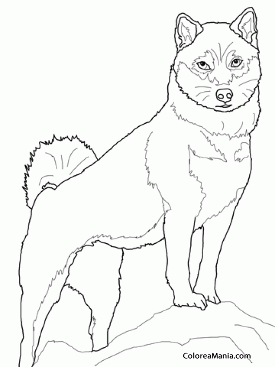 Colorear Perro Shiba Inu 