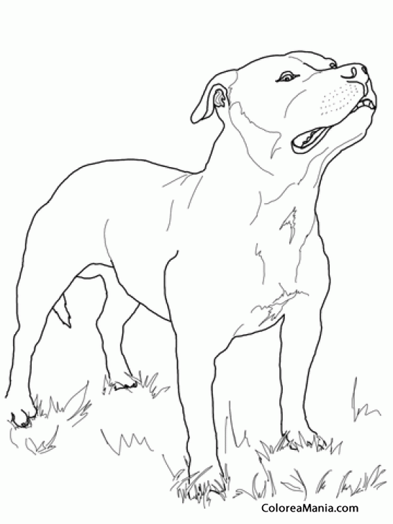 Colorear Perro Staffordshire American Terrier