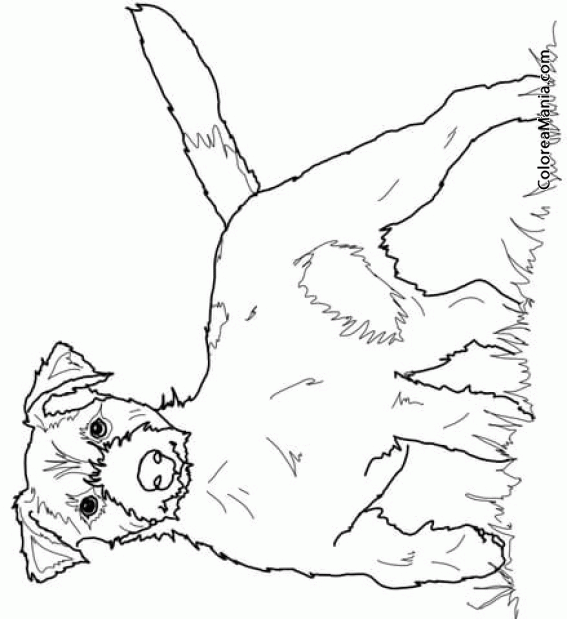 Colorear Perro Jack Russell Terrier 2 (Animales Domésticos), dibujo para  colorear gratis
