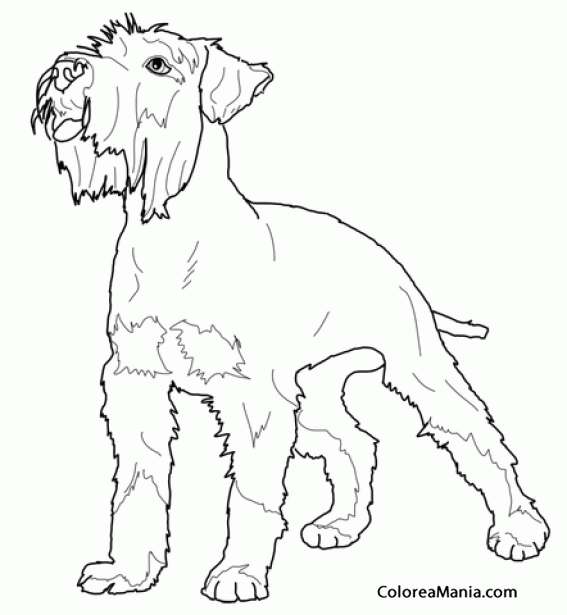 Colorear Perro Schnauzer Miniatura 3