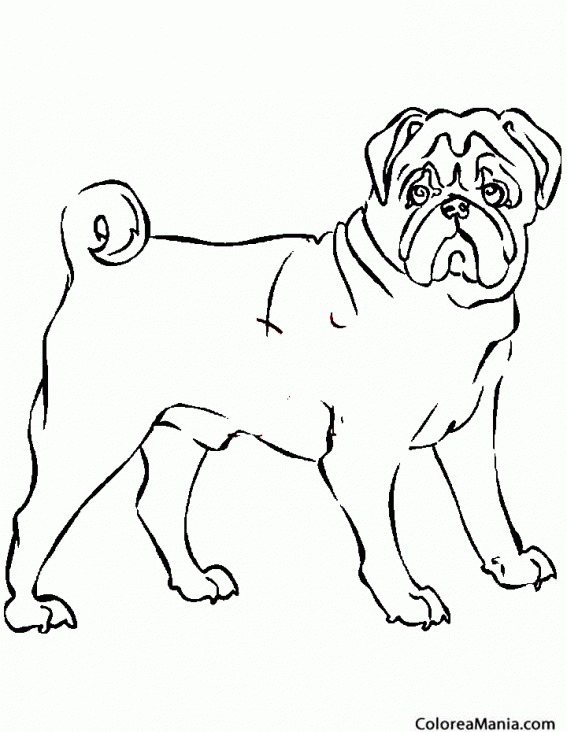 Colorear Perro Bulldog (Animales Domésticos), dibujo para colorear gratis