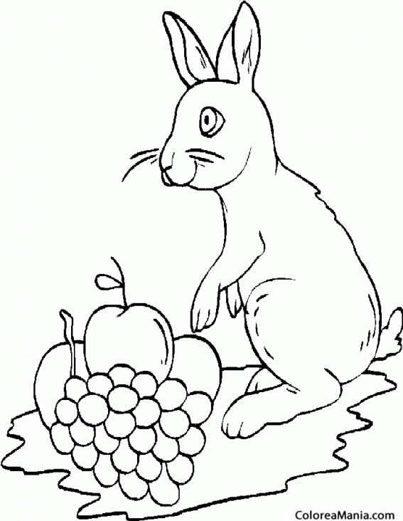 Colorear Uvas y conejo