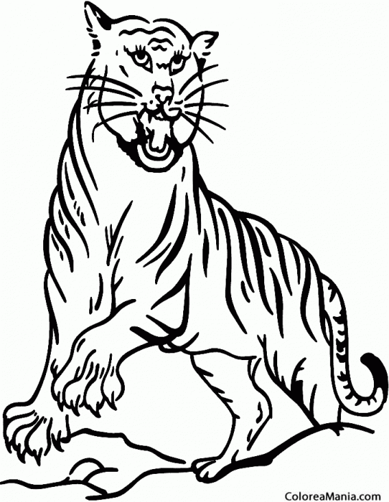 Colorear Tigre de la India