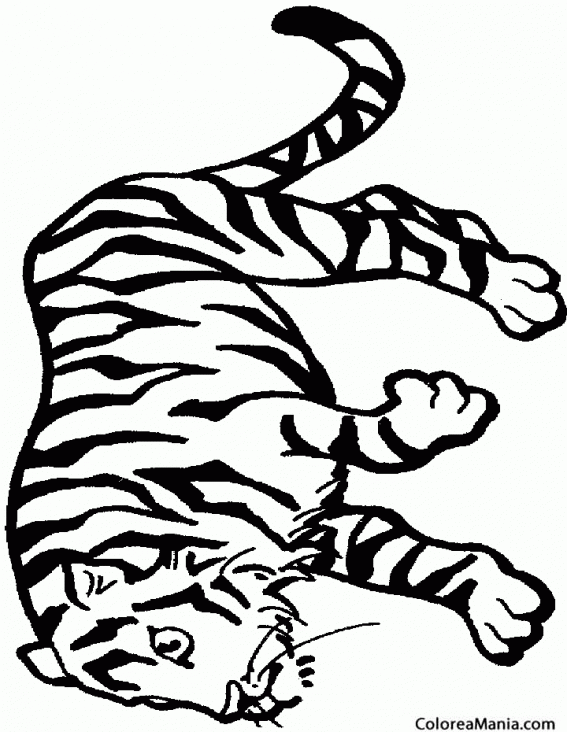 Colorear Tigre acechando