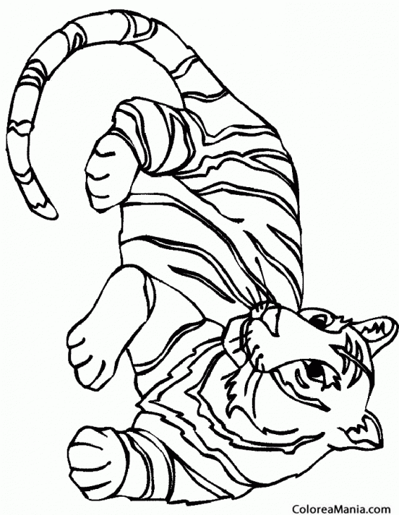 Colorear Tigre Blanco