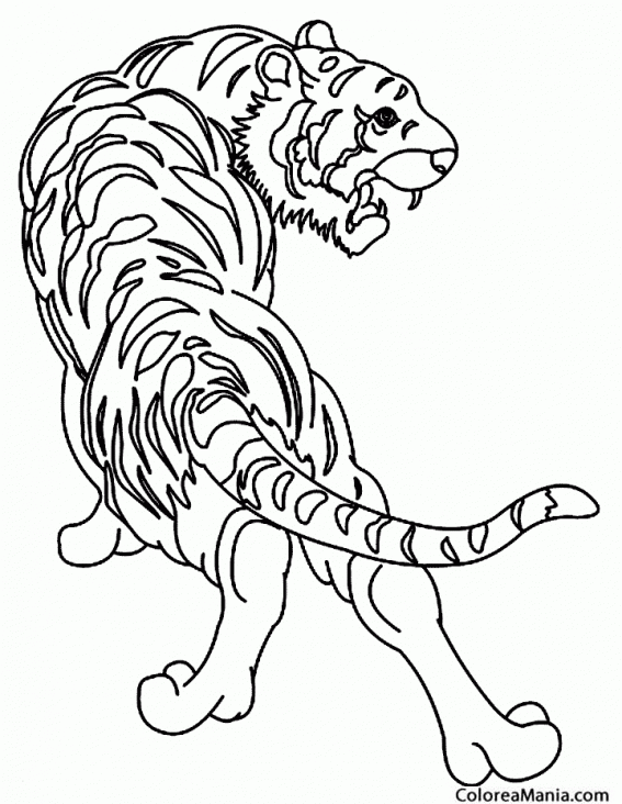 Colorear Tigre de las nieves
