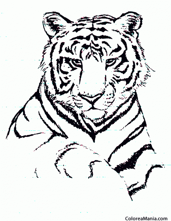 Colorear Busto de Tigre
