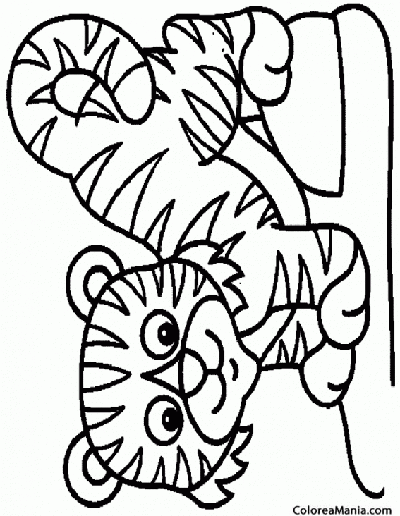 Colorear Tigre, dibujo infantil