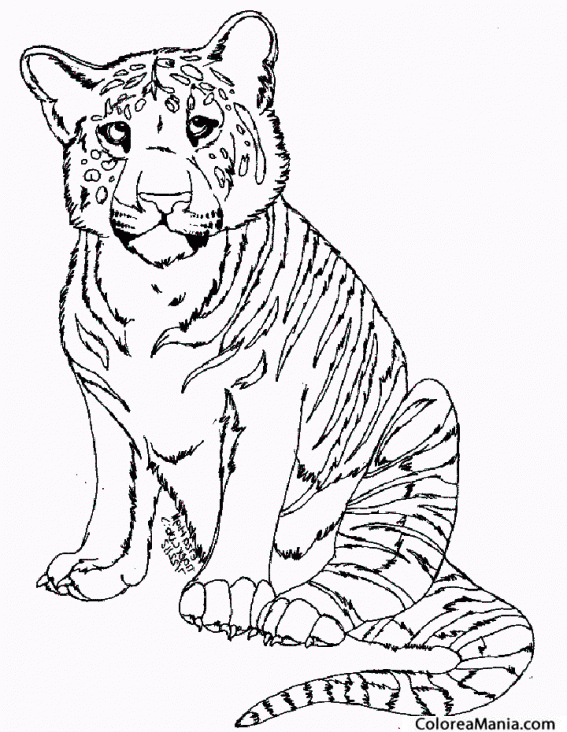 Colorear Tigre manso
