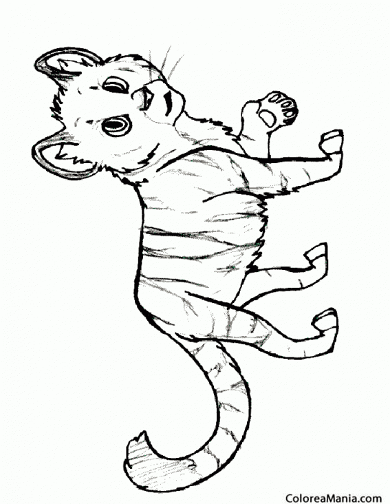 Botánico Zoológico de noche túnel Colorear Cachorro Tigre (Animales de la Selva), dibujo para colorear gratis