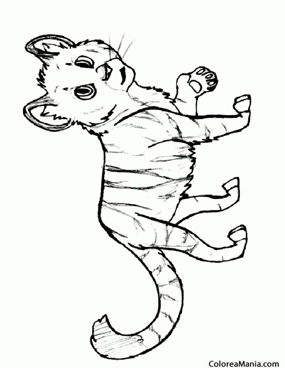 Botánico Zoológico de noche túnel Colorear Cachorro Tigre (Animales de la Selva), dibujo para colorear gratis Botánico Zoológico de noche túnel Colorear Cachorro Tigre (Animales de la Selva), dibujo para colorear gratis