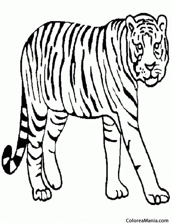 Colorear Tigre en busca de presa