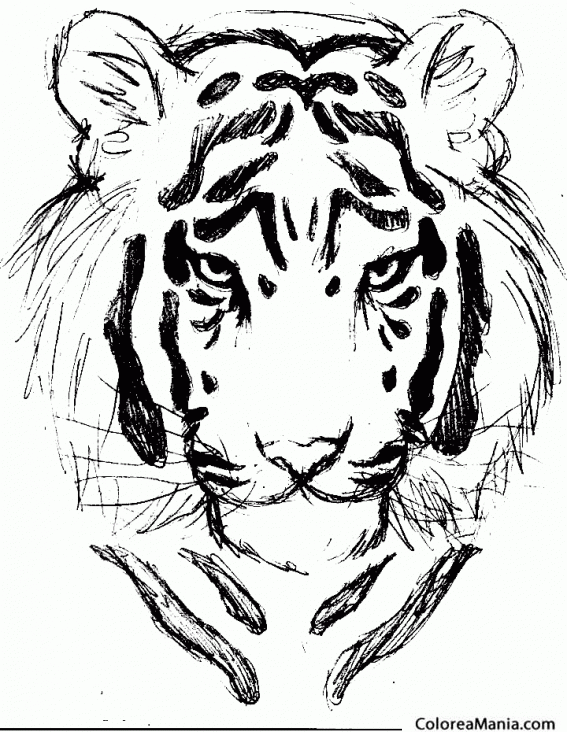 Colorear Cabeza de Tigre 3