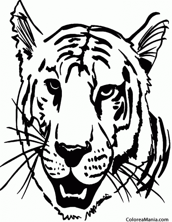 Colorear Cabeza Tigre