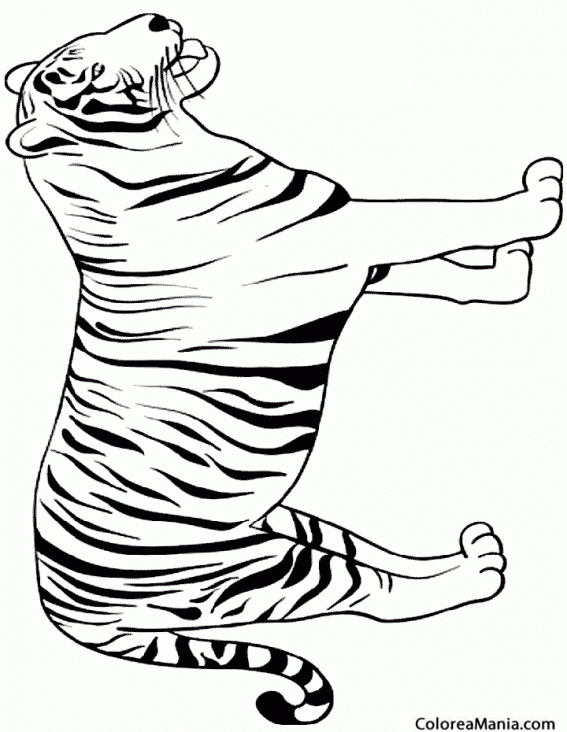 Colorear Tigre adulto