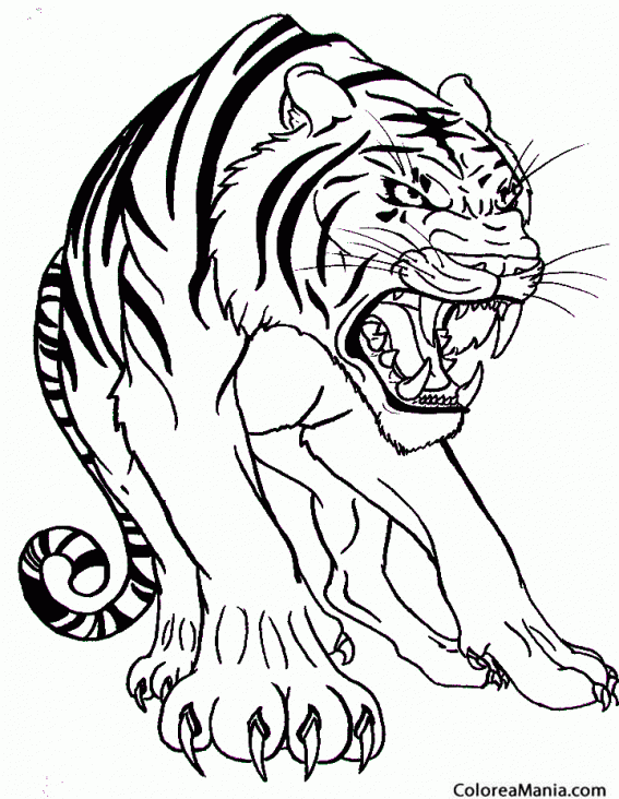 Colorear Tigre atacando (Animales de la Selva), dibujo para colorear gratis Colorear Tigre atacando (Animales de la Selva), dibujo para colorear gratis