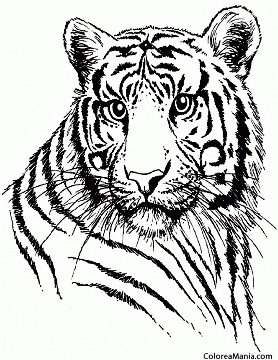 Colorear Busto de Tigre 2