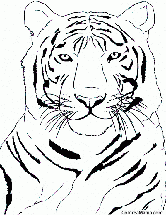 Colorear Busto Tigre